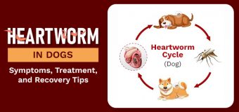 Heartworm in Dogs: Symptoms, Treatment, and Recovery Tips