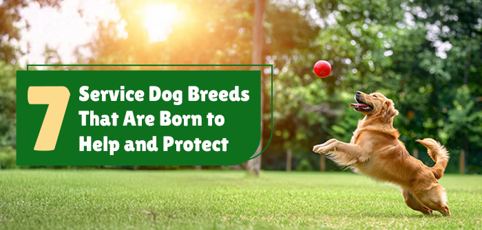 7 Service Dog Breeds That Are Born to Help and Protect