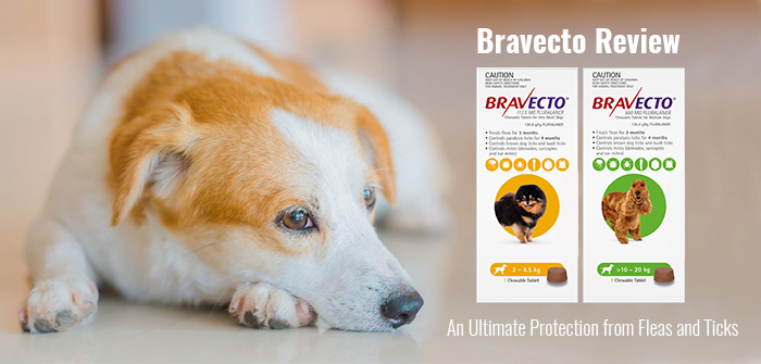 Bravecto Review - An Ultimate Protection from Fleas and Ticks
