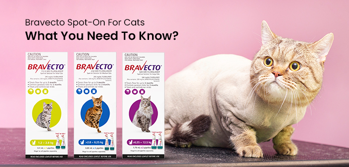 Bravecto Spot-On For Cats: What You Need To Know