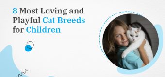 8 Most Loving and Playful Cat Breeds for Children