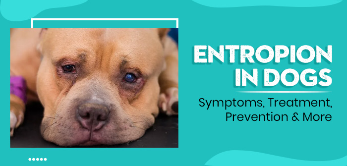 Entropion in Dogs: Symptoms, Treatment, Prevention & More