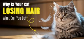 Why Is Your Cat Losing Hair and What Can You Do?