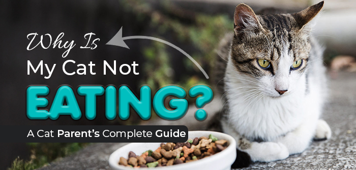 Why Is My Cat Not Eating? A Cat Parent’s Complete Guide