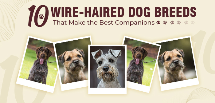 10 Wire-Haired Dog Breeds That Make the Best Companions