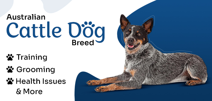 Australian Cattle Dog Breed: Training, Grooming, Health Issues & More