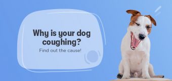 Why is Your Dog Coughing? Find Out the Cause!