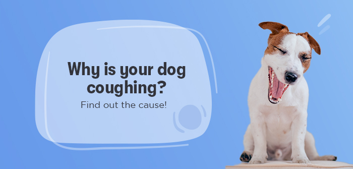 Why is your dog coughing? Find out the cause!