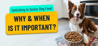 Switching to Senior Dog Food: Why & When is it Important?
