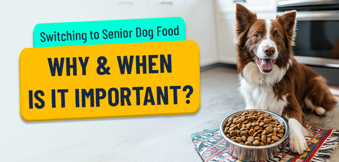 Switching to Senior Dog Food: Why & When is it Important?