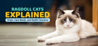 Ragdoll Cats Explained: Origin, Care Needs, and Health Concerns