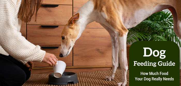 Dog Feeding Guide: How Much Food Your Dog Really Needs