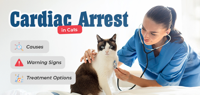 Cardiac Arrest in Cats: Warning Signs, Causes, and Treatment Options