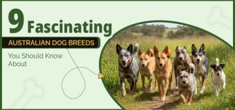 9 Fascinating Australian Dog Breeds You Should Know About