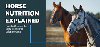 Horse Nutrition Explained: How to Choose the Right Feed and Supplements