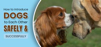 How to Introduce Dogs to Each Other Safely and Successfully