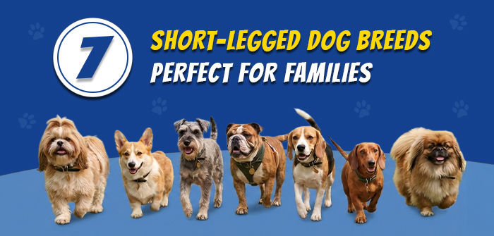7 Short-Legged Dog Breeds Perfect for Families