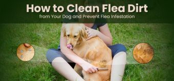 How to Clean Flea Dirt from Your Dog and Prevent Flea Infestation