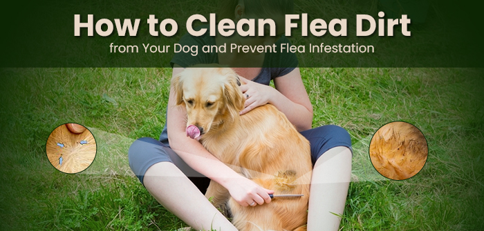 How to Clean Flea Dirt from Your Dog and Prevent Flea Infestation