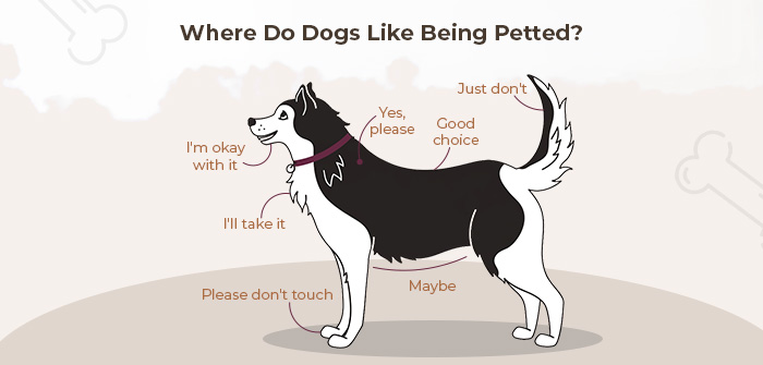 Where Do Dogs Like Being Petted?