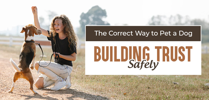 The Correct Way to Pet a Dog: Building Trust Safely