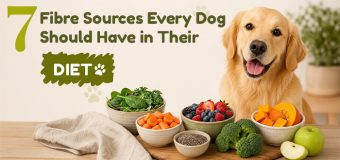 7 Fibre Sources Every Dog Should Have in Their Diet