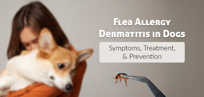 Flea Allergy Dermatitis in Dogs: Symptoms, Treatment, and Prevention