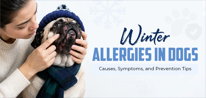 Winter Allergies in Dogs: Causes, Symptoms, and Prevention Tips