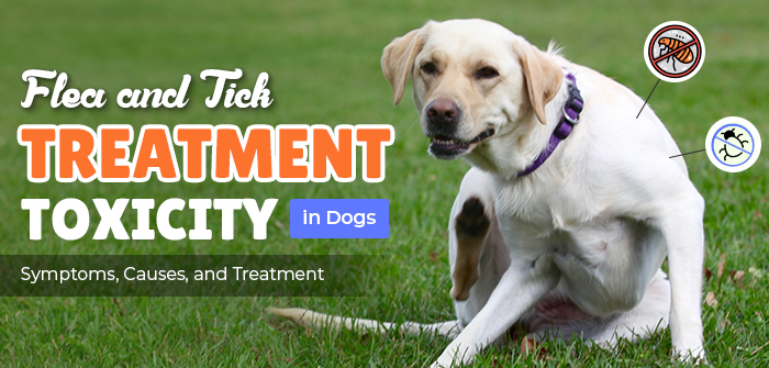 Flea and Tick Treatment Toxicity in Dogs Symptoms, Causes, and Treatment