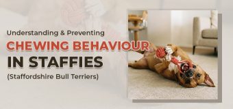 Understanding & Preventing Chewing Behaviour in Staffies (Staffordshire Bull Terriers)