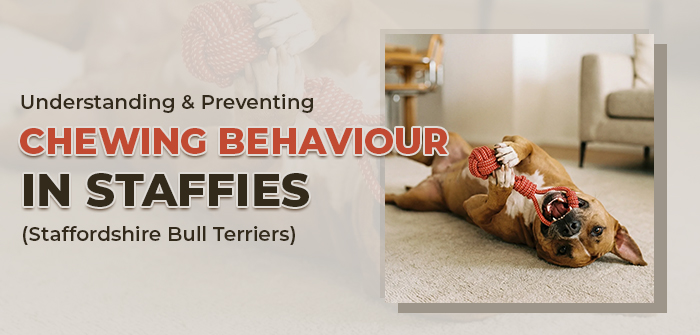 Understanding & Preventing Chewing Behaviour in Staffies (Staffordshire Bull Terriers)