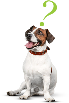 insurance dog