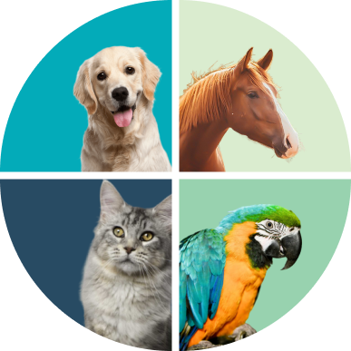 pet cover