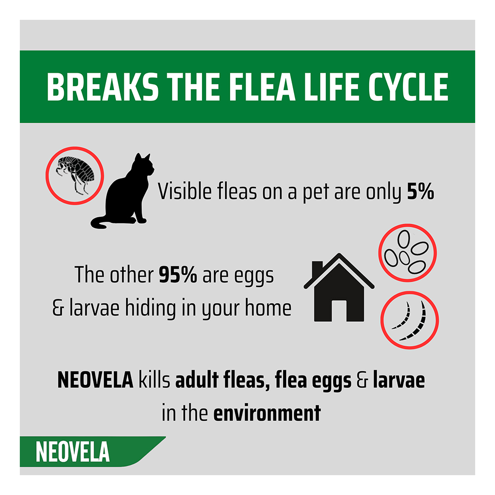Neovela (Selamectin) Flea and Worming For Puppies and Kittens Upto 2.5 Kg Pink