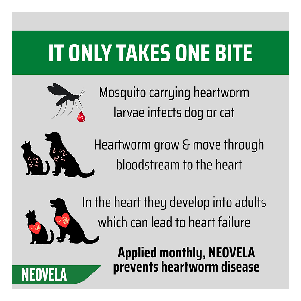 Neovela (Selamectin) Flea And Worming For Puppies and Kittens Upto 2.5 Kg Pink