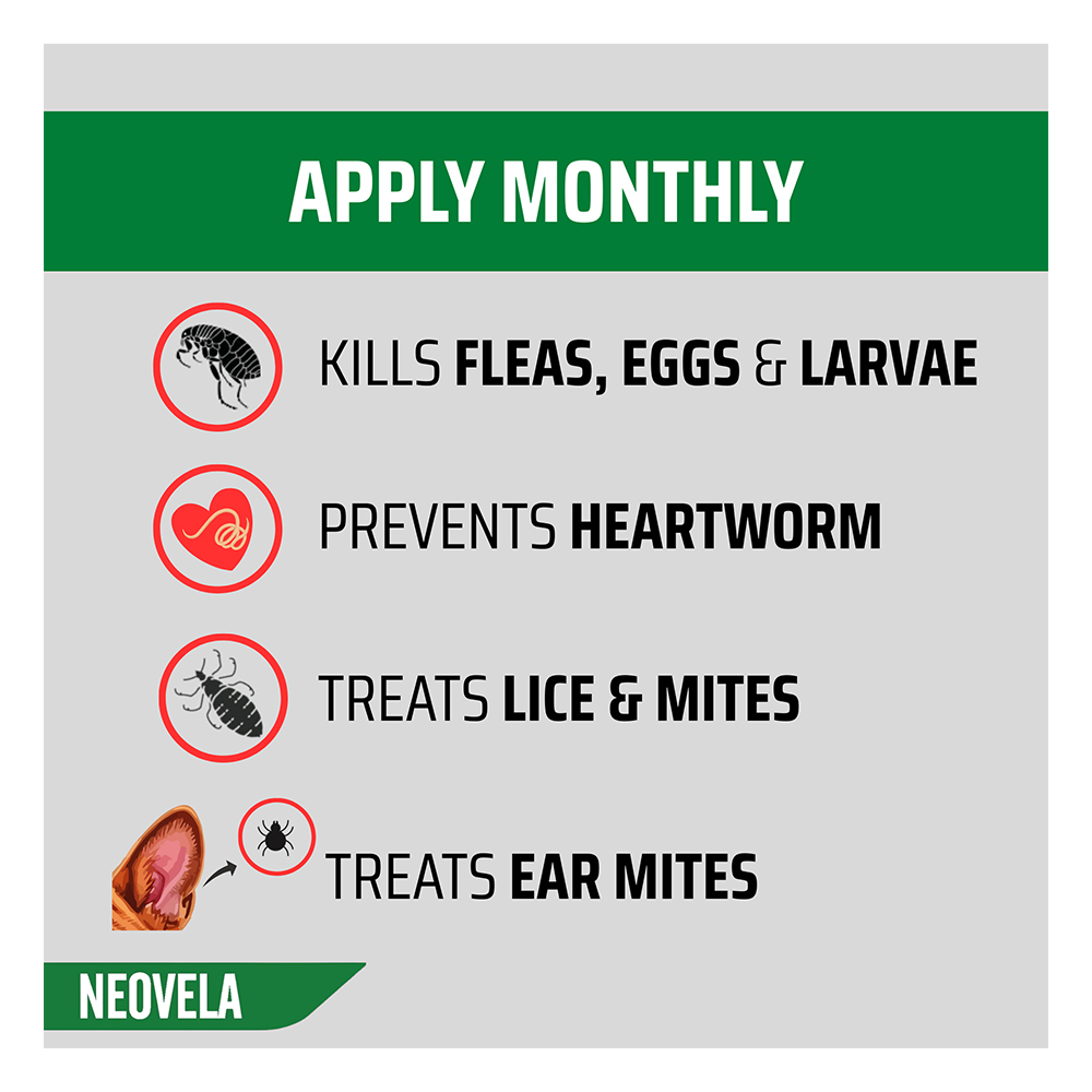Neovela (Selamectin) Flea and Worming For Dogs 2.5 - 5 Kg Purple