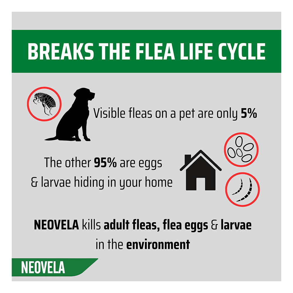 Neovela (Selamectin) Flea and Worming For Dogs 2.5 - 5 Kg Purple