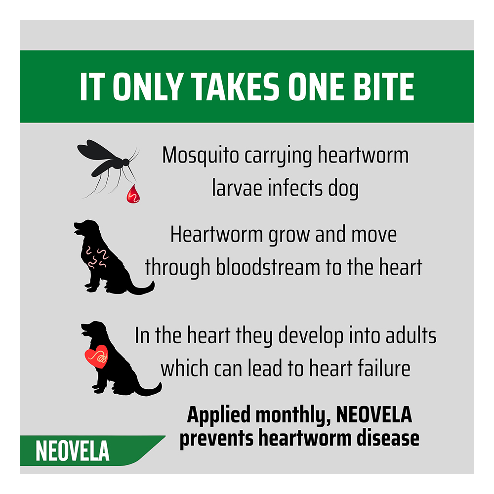 Neovela (Selamectin) Flea and Worming For Dogs 5 - 10 Kg Brown