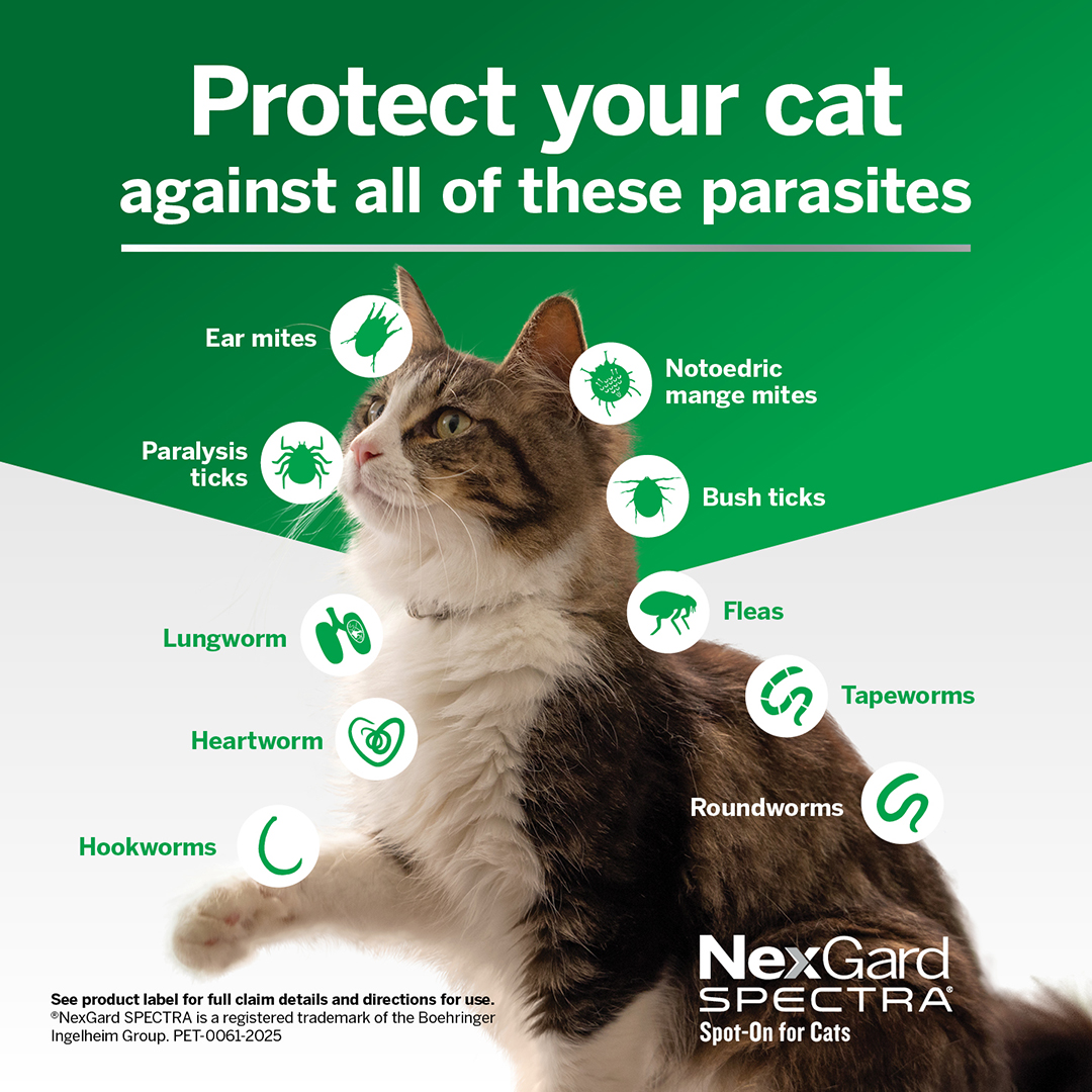 Nexgard Spectra Spot-On for Kittens and Small Cats 0.8 to 2.4kg
