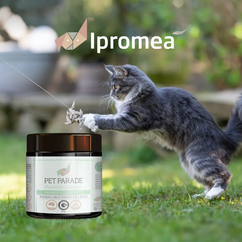Ipromea Pet Parade Collagen Probiotic Powder for Dogs and Cats
