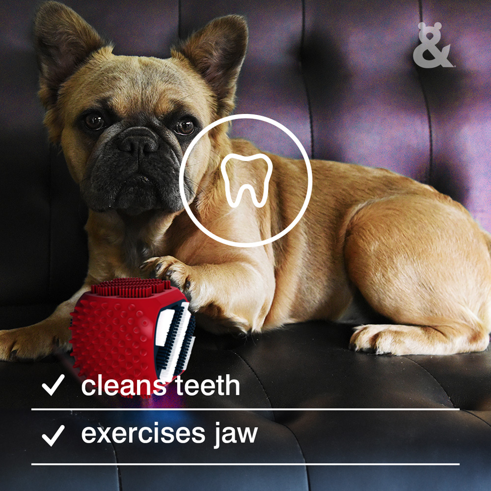 Rufus & Coco Clean & Chew Dental Toy for Dogs