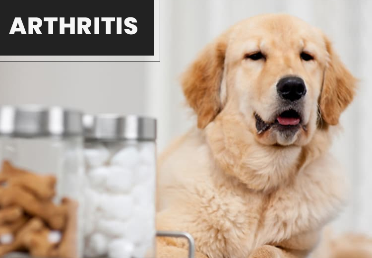 Arthritis in Pets