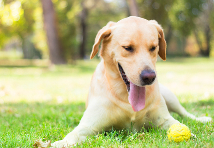 Dog Nutrition Centre