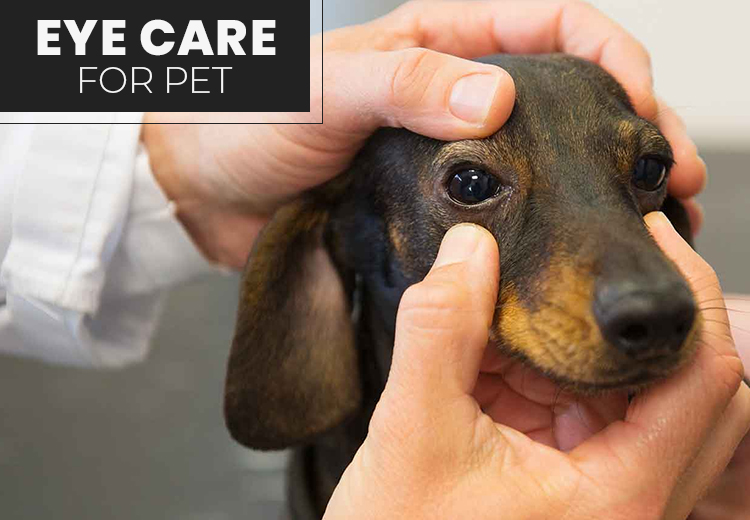 Pet Eye Care