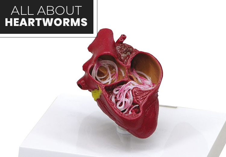 All About Heartworms