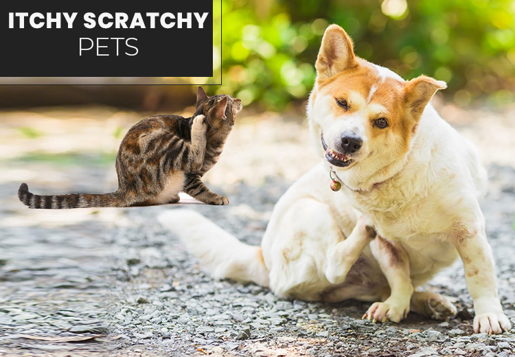 Itchy Scratchy Pets