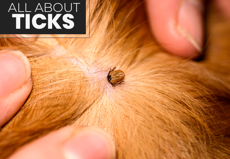UNDERSTANDING TICKS