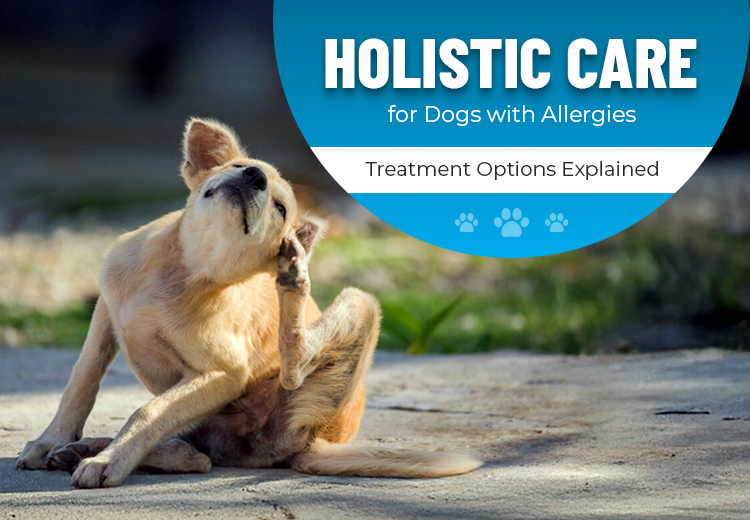 VS-16oct-article-Holistic-Care-for-Dogs-2025_10162025_022535.jpg