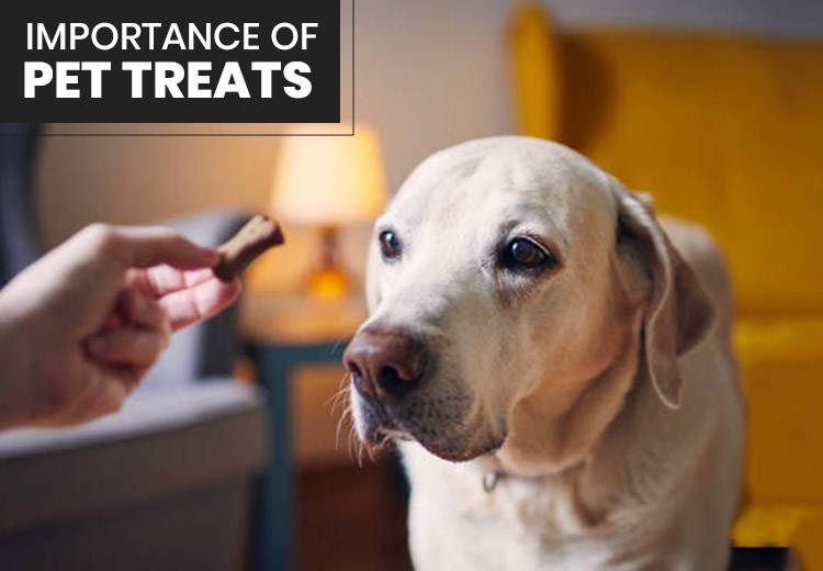 Importance of treats for your pets