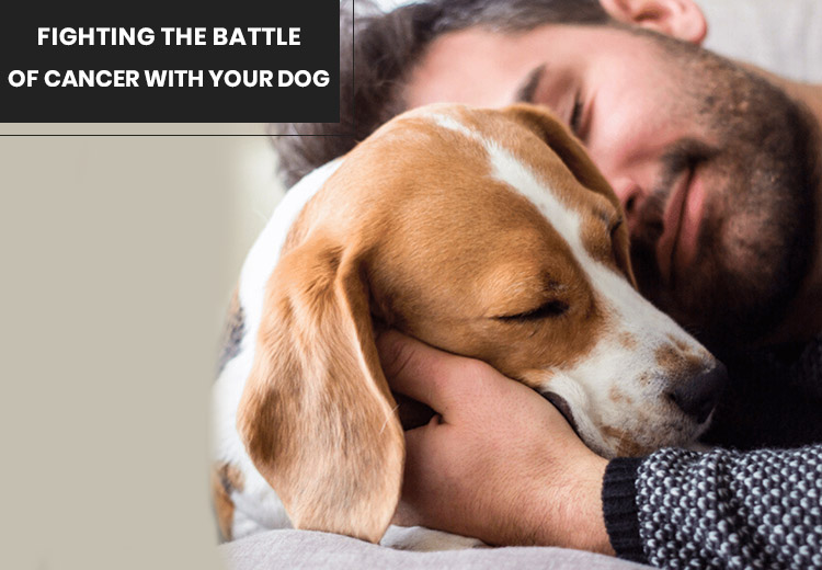 Fighting the Battle of Cancer with Your Dog